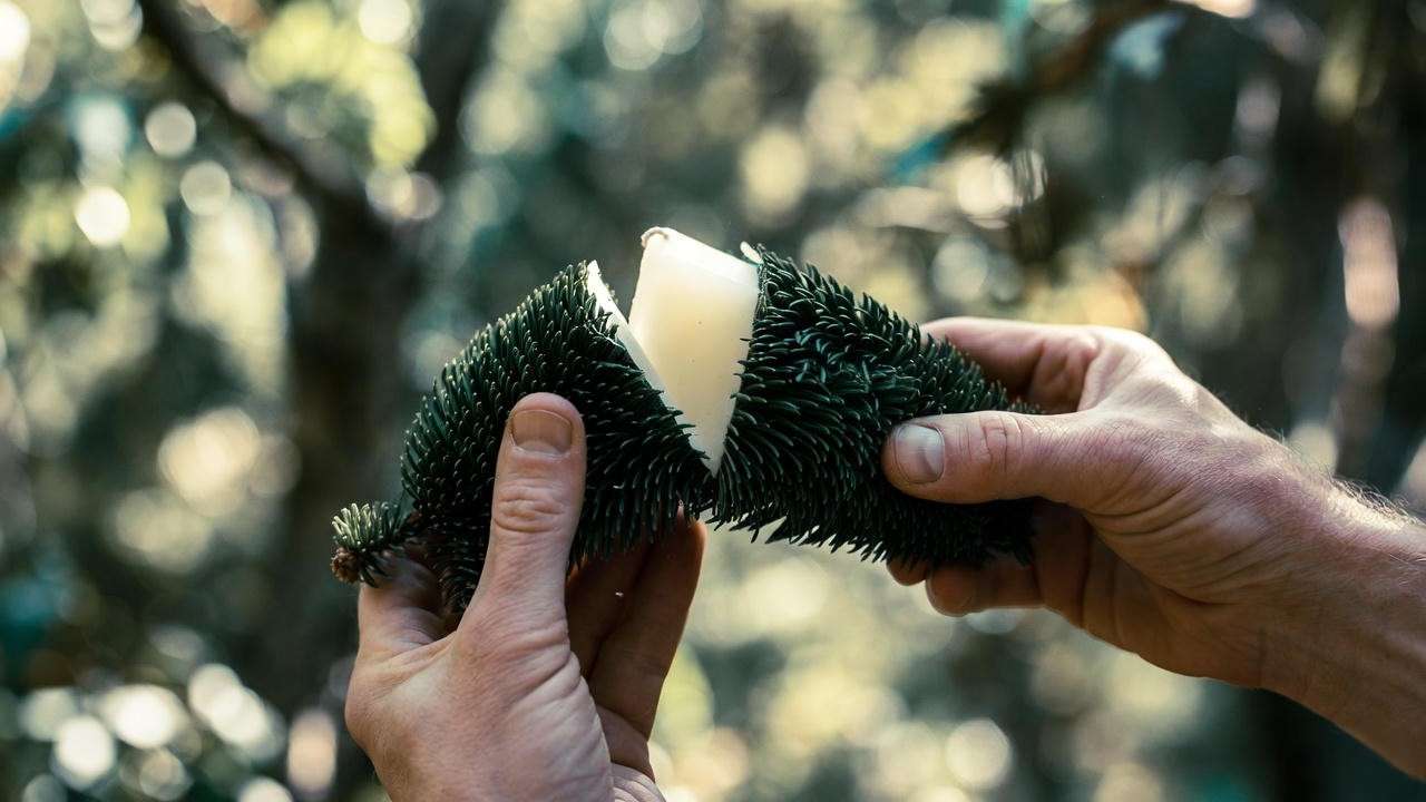 How to candle Thunderhead pine tree – breaking new growth by hand in spring