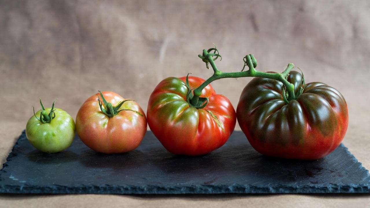 Black Prince tomato ripening stages from green to fully ripe mahogany-black