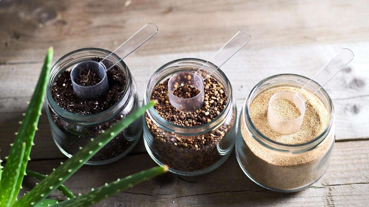 Best DIY succulent soil mix ingredients for repotting aloe vera