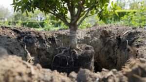 Fastest Growing Oak Tree Varieties in 2025 (Top 7 Ranked)