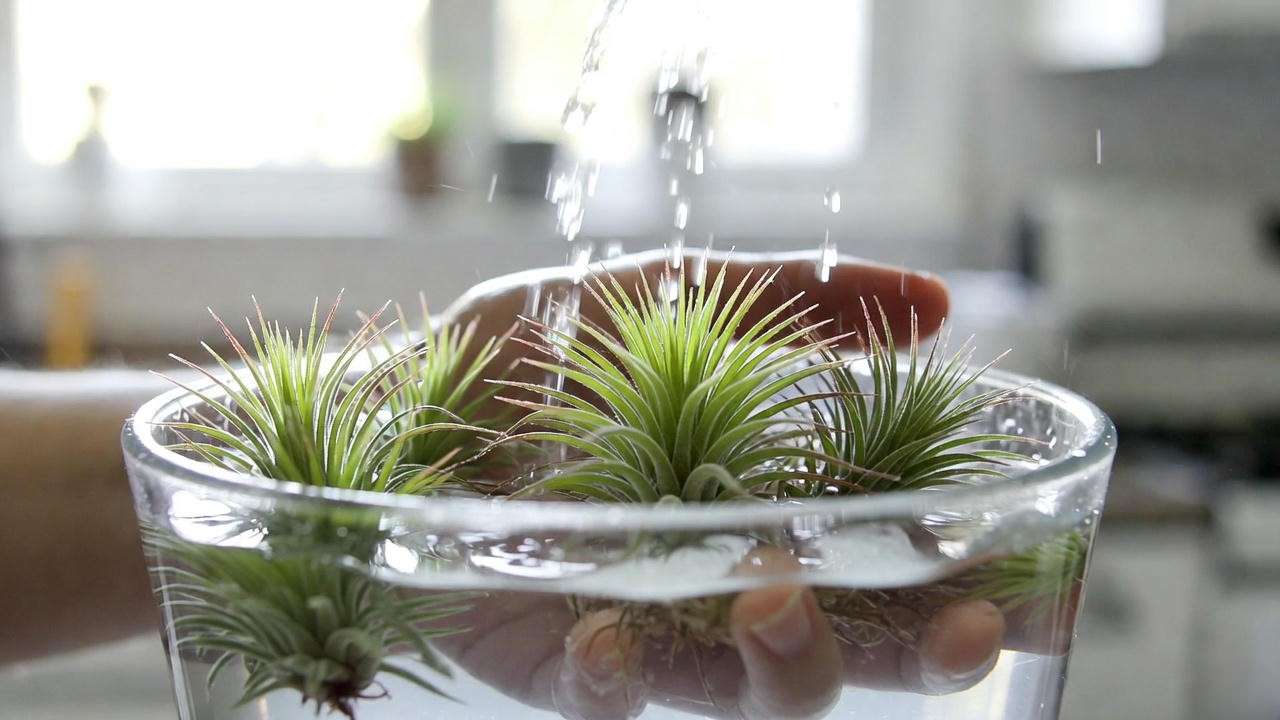 Correct way to soak air plants in a terrarium – 10 to 15 minute bath method