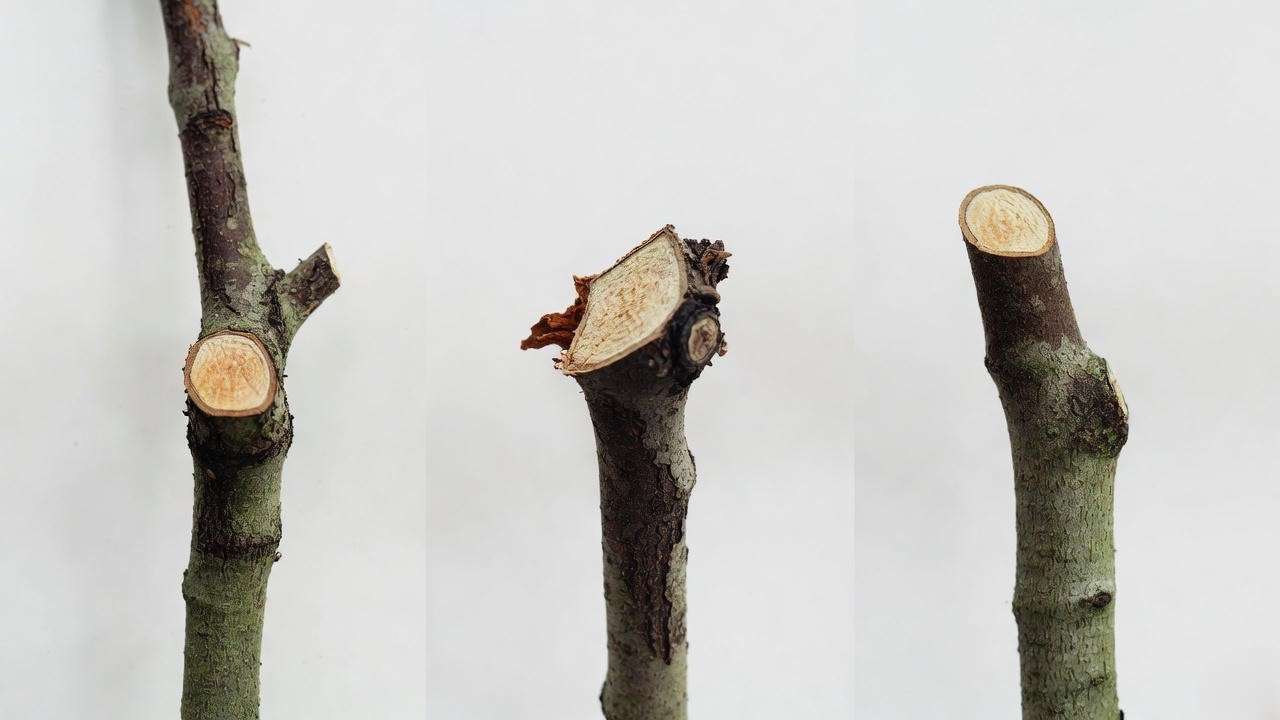 Correct oak pruning cut vs flush cut vs stub mistake comparison