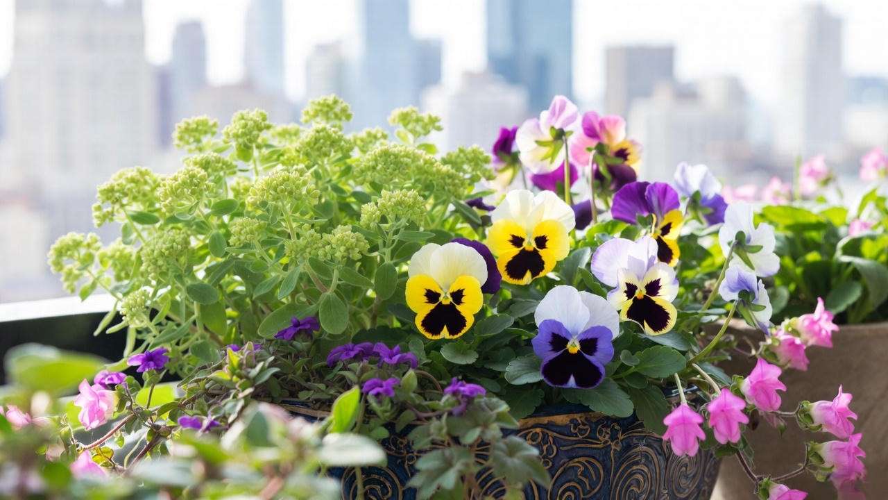 Colorful container garden with sedum, pansies, and coral bells on a balcony."