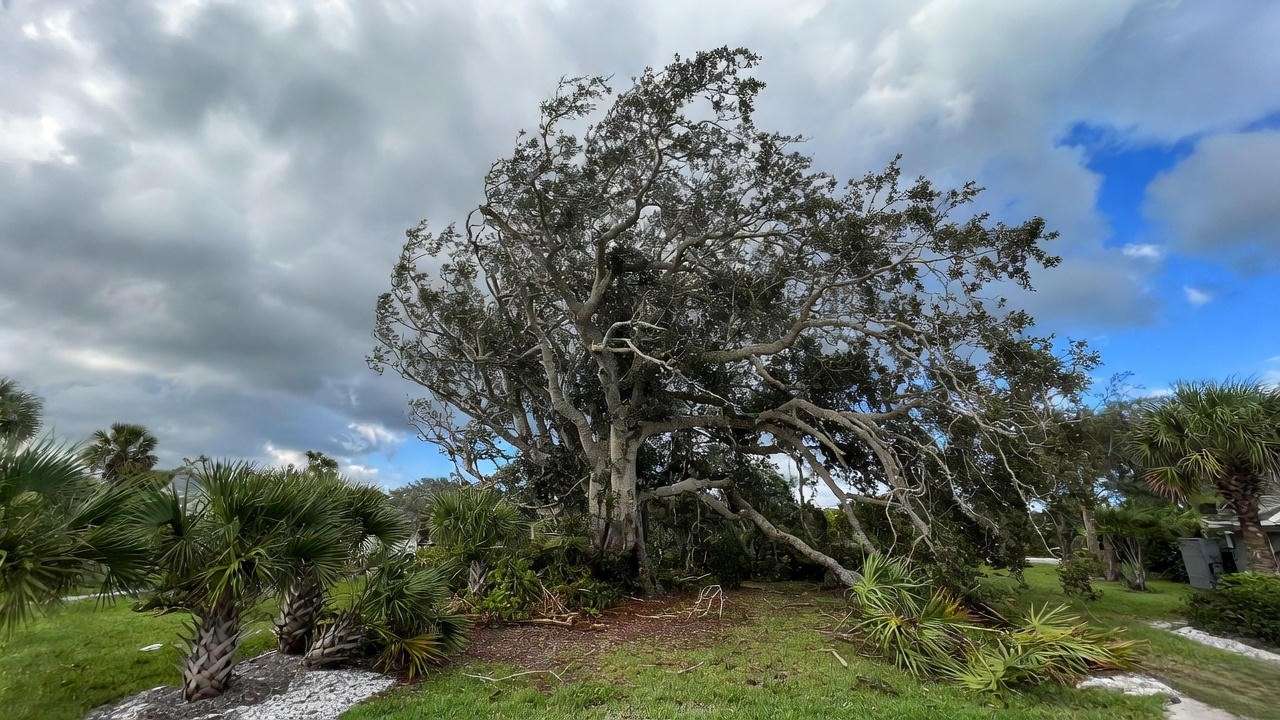 Shady Lady tree withstanding hurricane-force winds in South Florida landscape