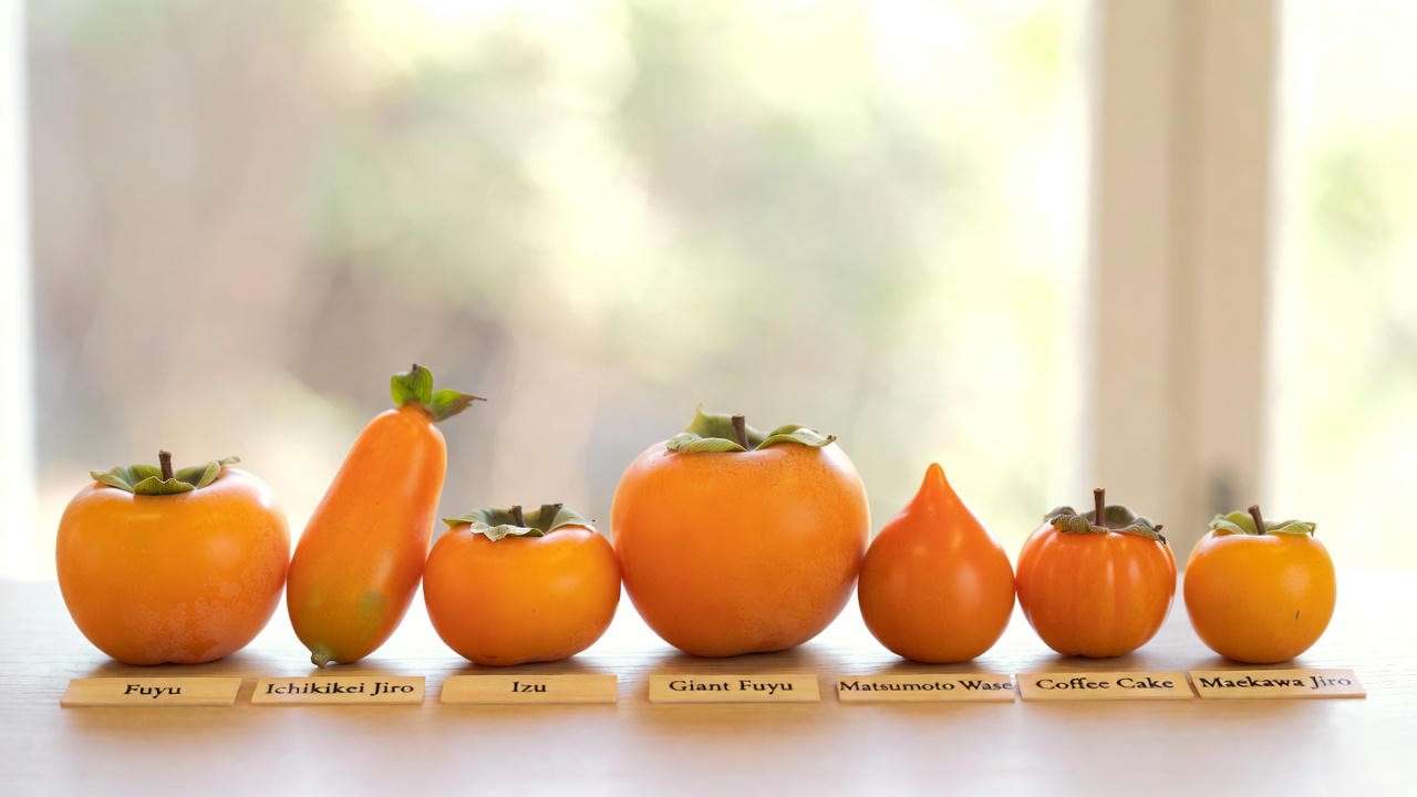 Seven best dwarf persimmon varieties arranged side by side – Fuyu, Ichikikei Jiro, Izu, Giant Fuyu and more