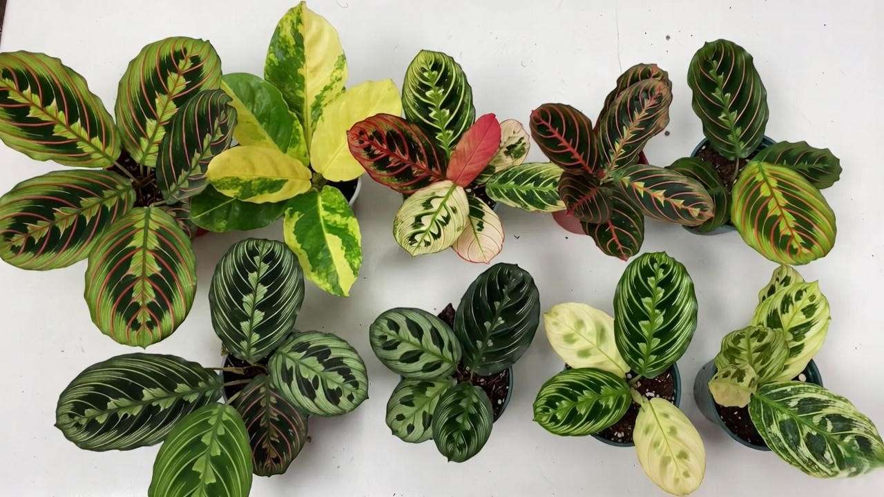7 most popular Maranta varieties side by side including Lemon Lime, Fascinator, and Red Vein prayer plants