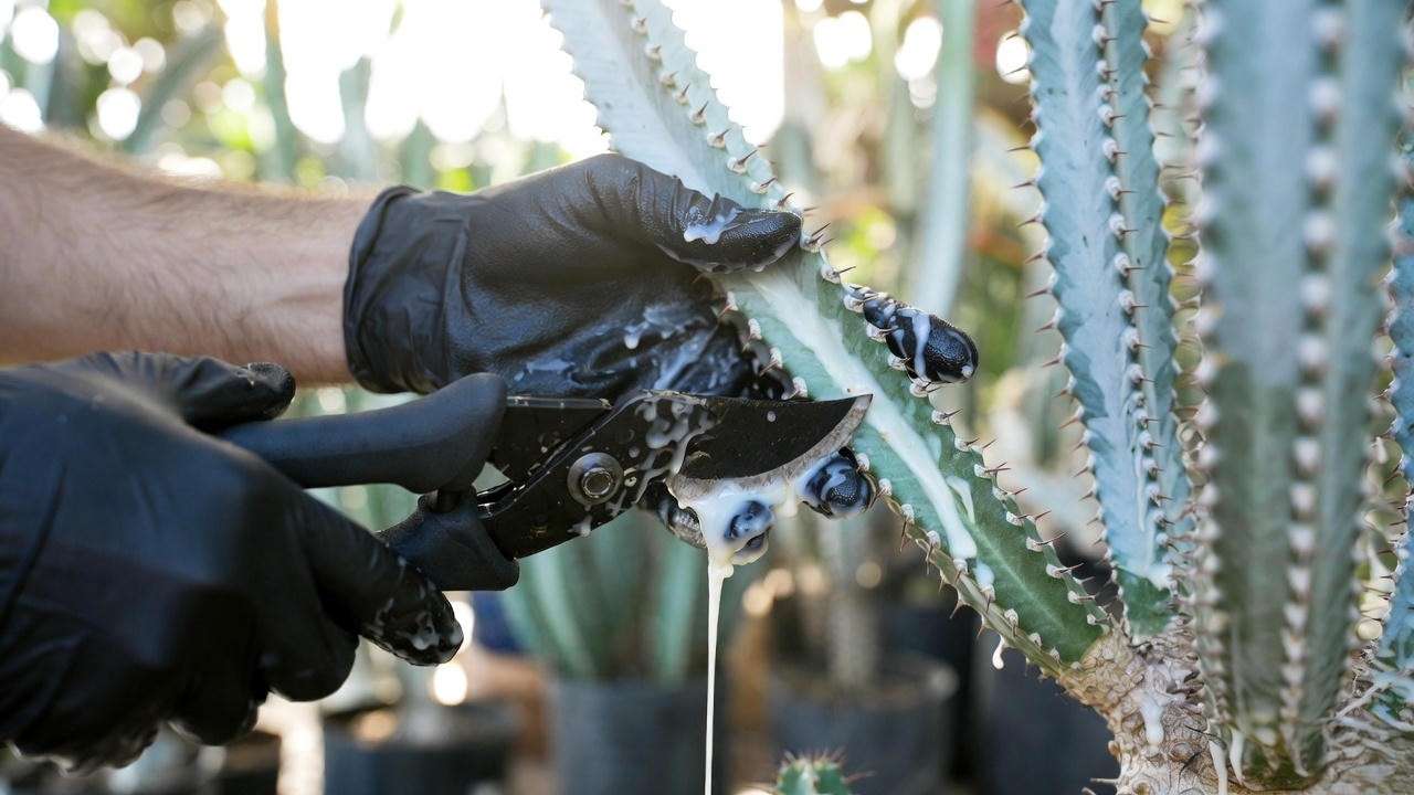 White milky sap dripping from pruned gopher plant stem – always wear gloves