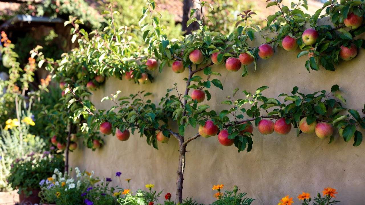 Espalier-trained Anna apple tree with ripe apples and marigolds in a warm climate garden."