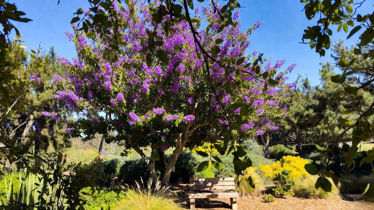 "Transformed Texas garden with a mature anacacho orchid tree and a wooden bench."