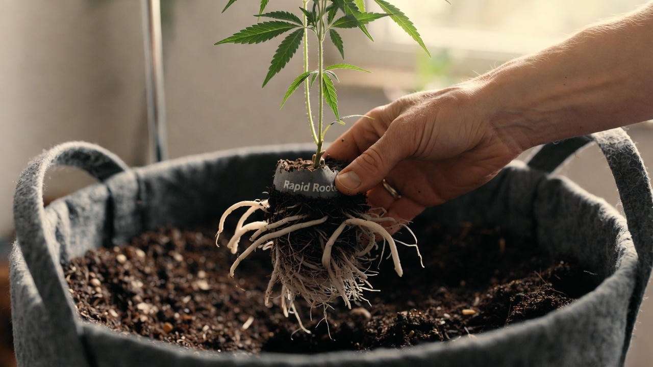 Transplanting fully rooted cannabis clone into final pot with zero shock