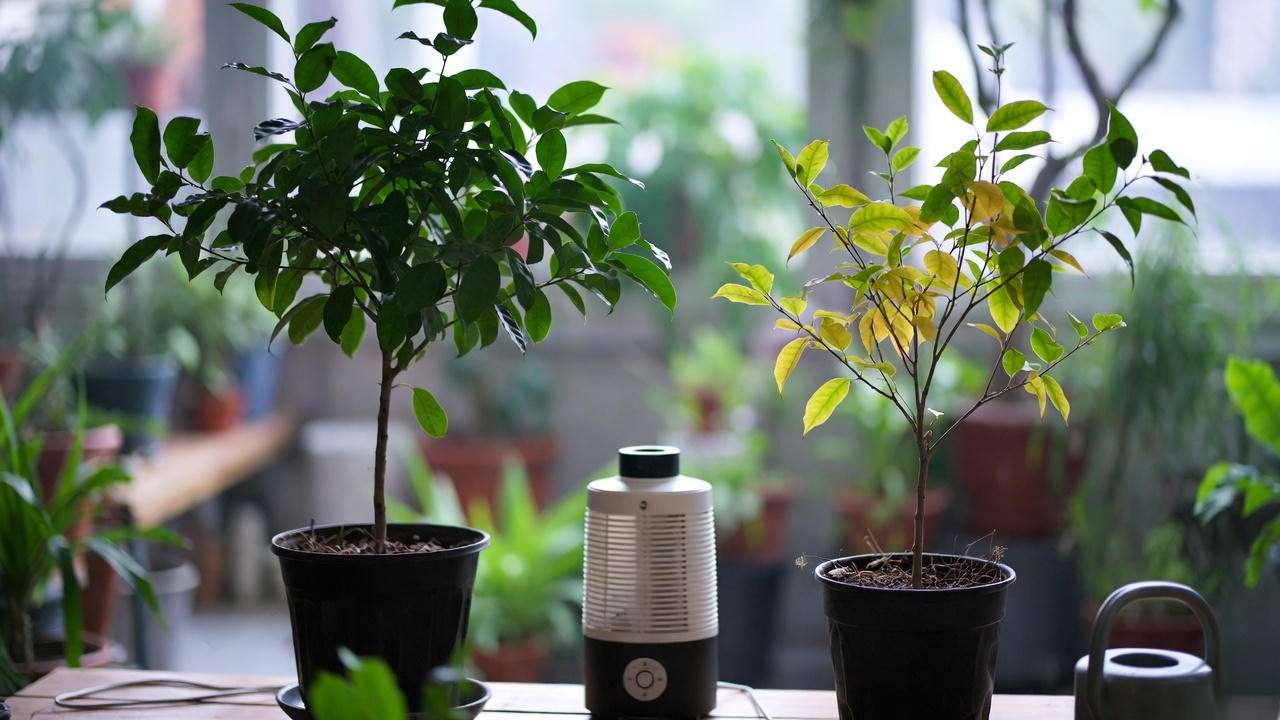 Troubleshooting indoor tree with yellow leaves and care tools"