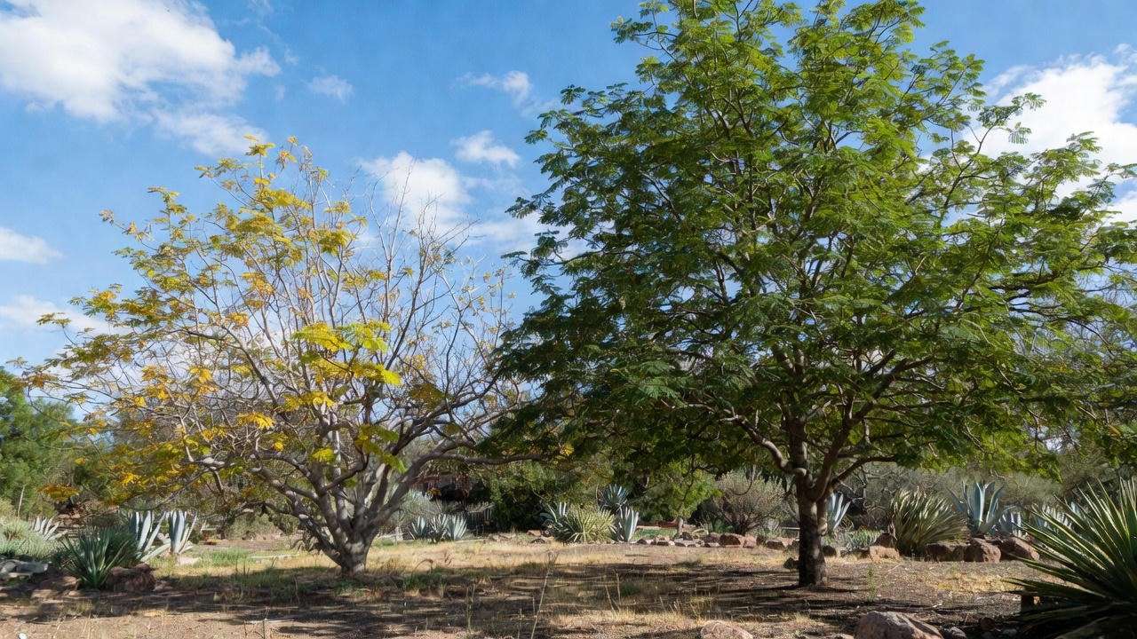 Troubleshooting Common Mexican Sycamore Issues