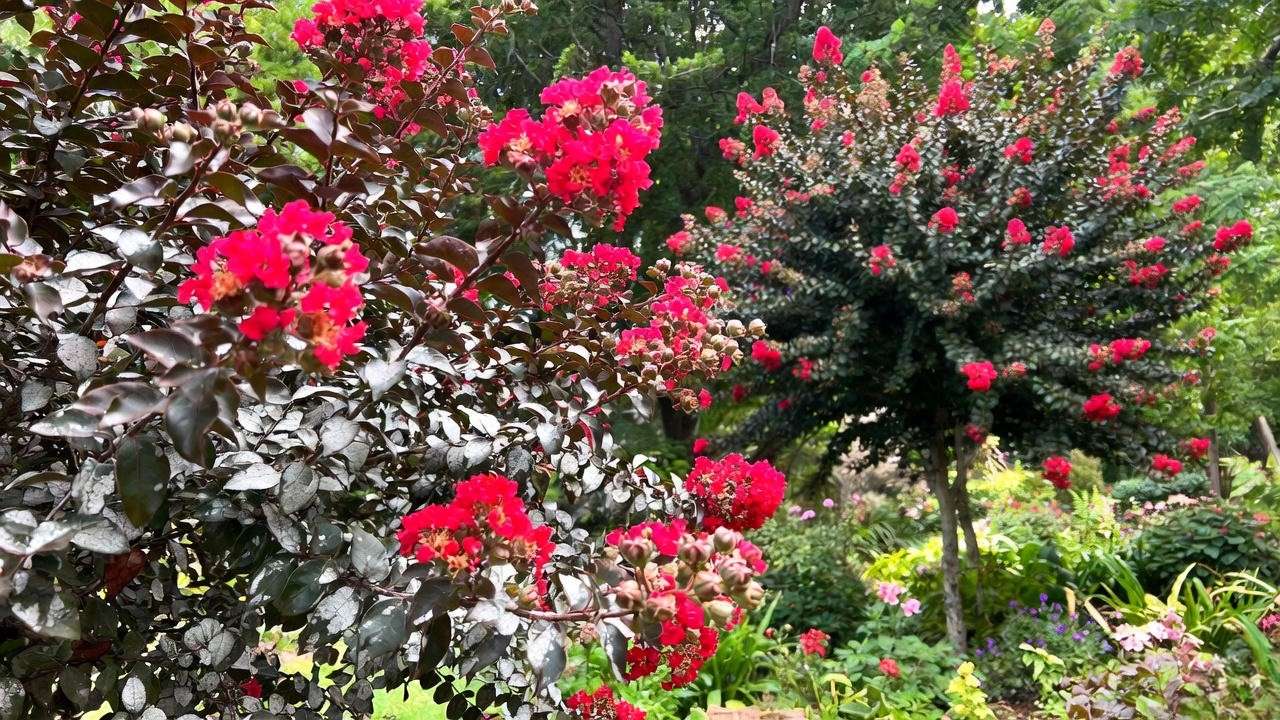 "Red crape myrtle tree with powdery mildew next to a healthy tree in a garden."