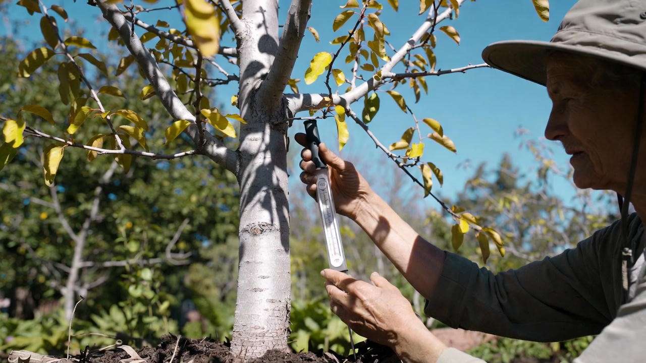 "Gardener troubleshooting silver apricot tree with yellowing leaves using a soil pH kit."

