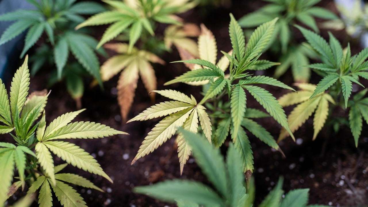 Cannabis leaves showing nutrient deficiency and healthy growth in nutrient-rich soil."