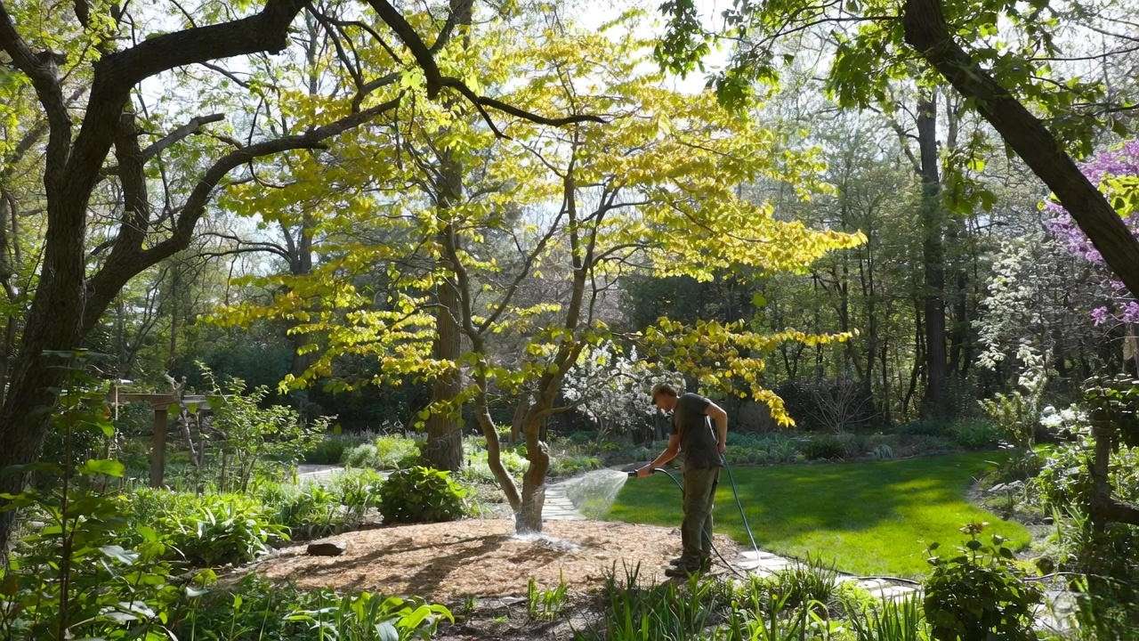 Gardener treating Merlot Redbud Tree with yellow leaves using water and mulch