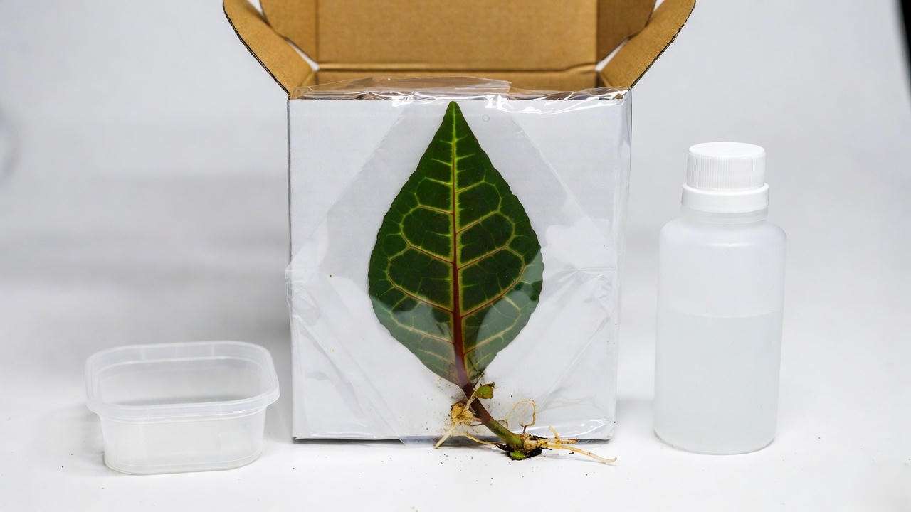 Jack of Diamonds plant unboxing and quarantine setup for new rare aroid