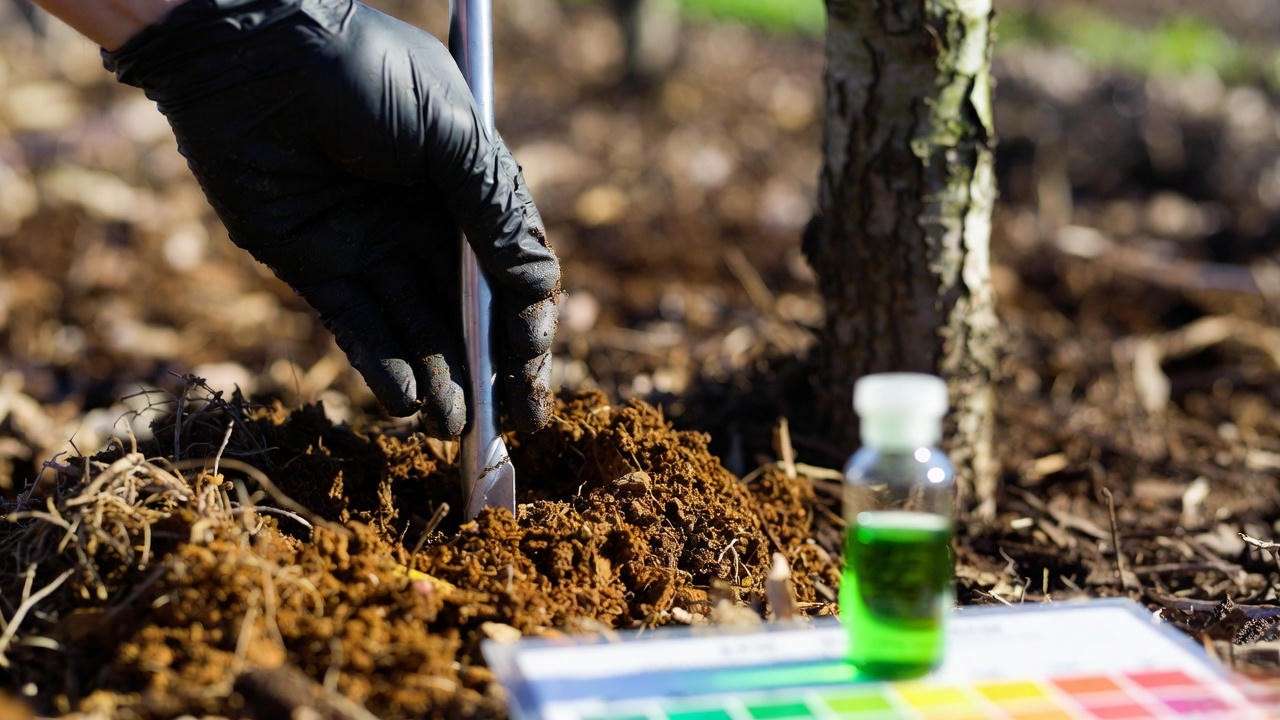 soil pH testing for apple trees with probe and color strip