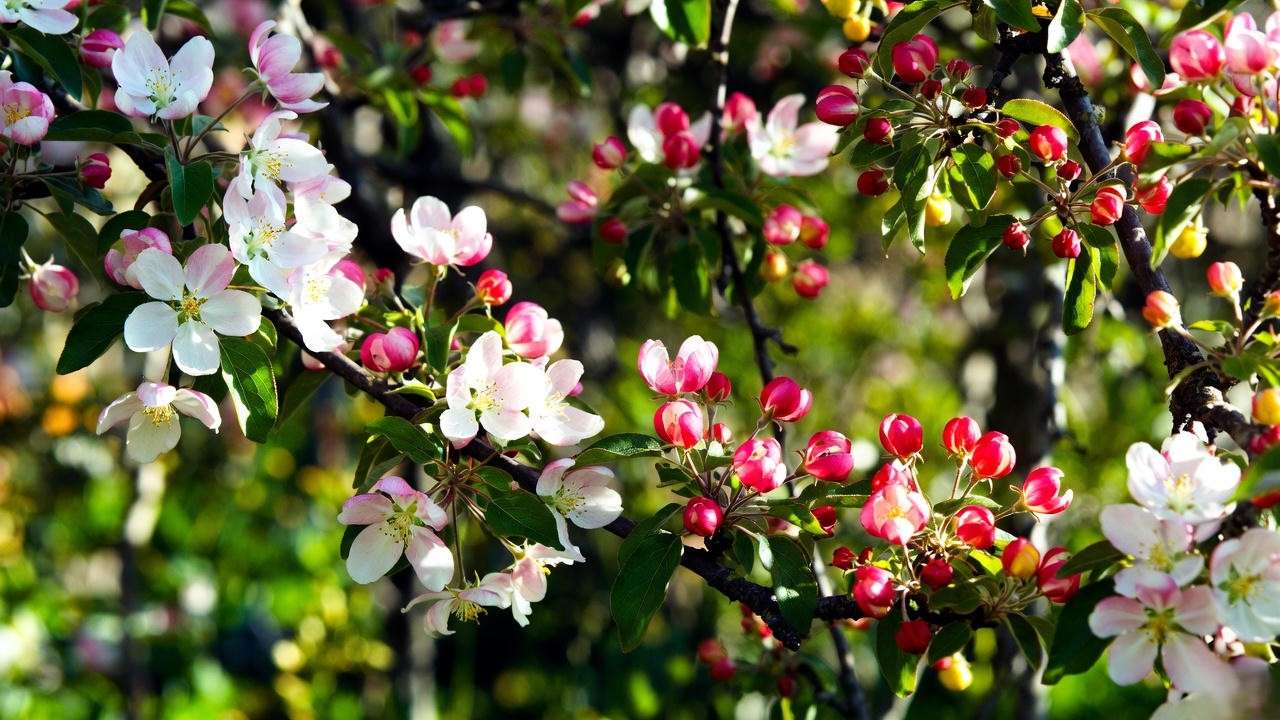 Close-up of blooming c