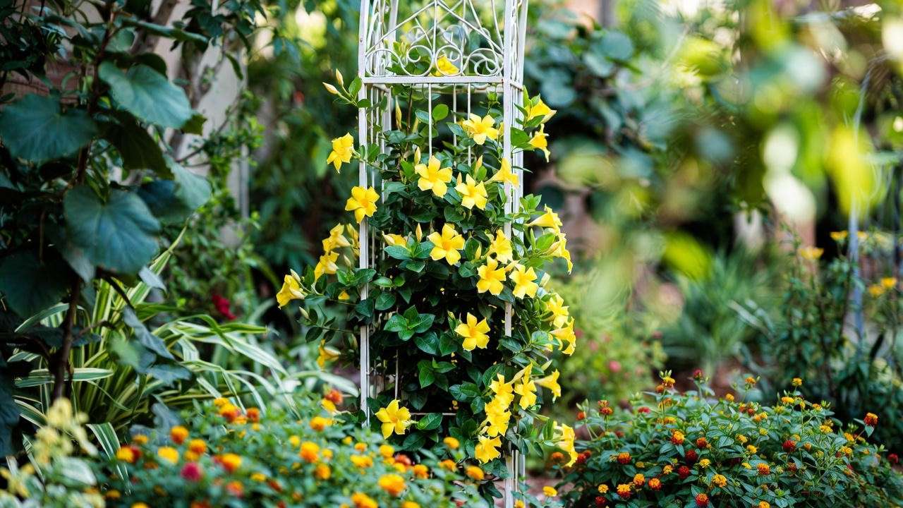 "Yellow mandevilla vine on an arbor with hibiscus and lantana in a landscaped garden."