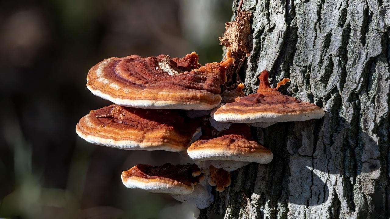 Ganoderma bracket fungi on oak tree trunk showing white pores and decay – mushroom in the tree identification guide