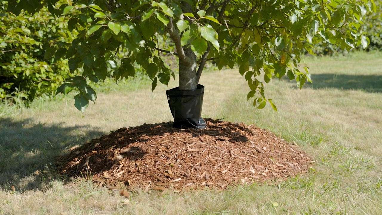 Tree with watering bag and proper mulch ring for deep summer watering