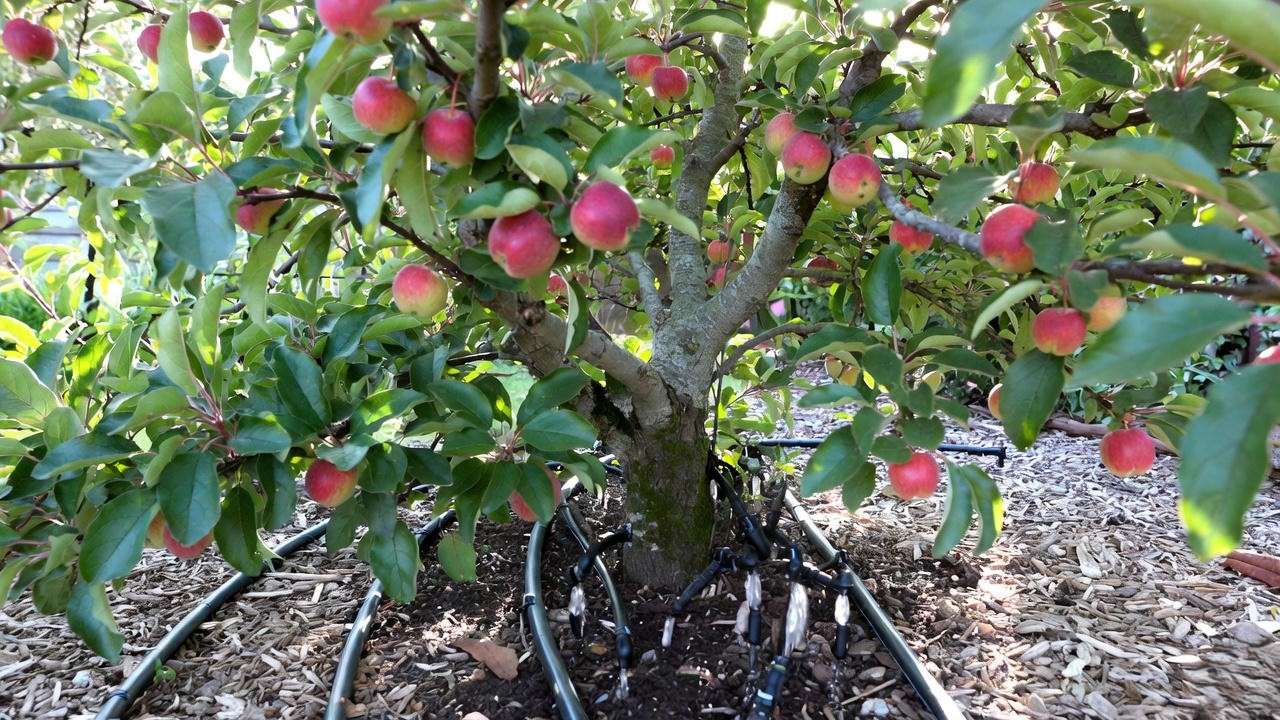 Gurneys fruit tree with drip irrigation and mulch in a healthy backyard".