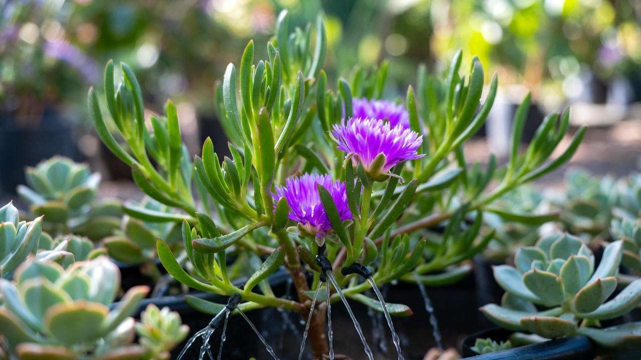 Purple ice plant watered with drip irrigation in sunny garden".