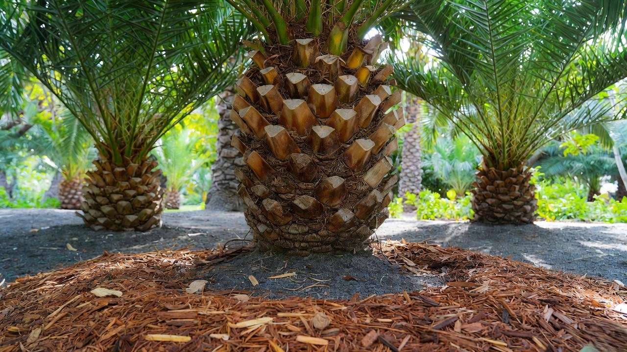 Close-up of an Alexander palm tree base with moist soil and organic mulch for proper watering and drainage."
