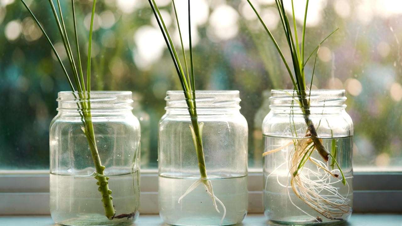 Umbrella plant cuttings rooting in water at different stages – 2