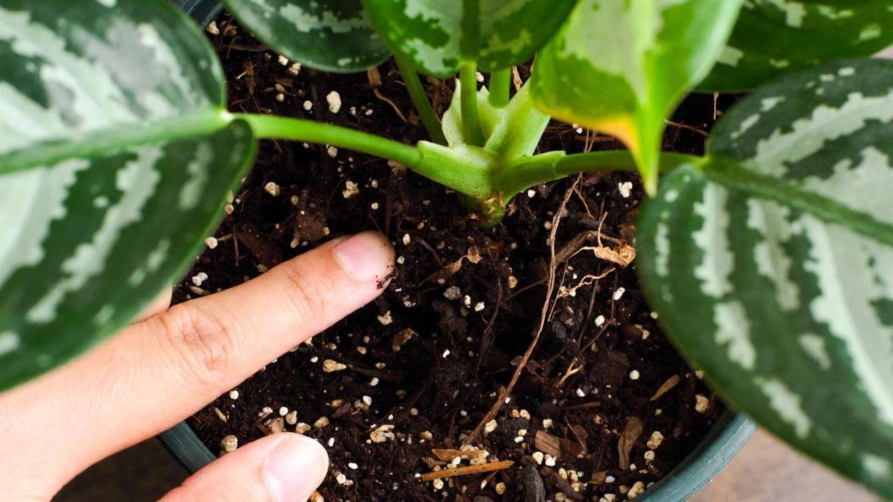 Finger test to check when to water Aglaonema Silver Queen plant – top 5-7 cm dry