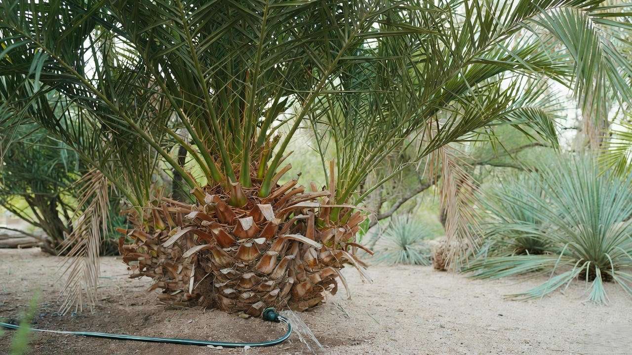 Close-up of a healthy Arizona palm tree being watered with a soaker hose in a desert garden."