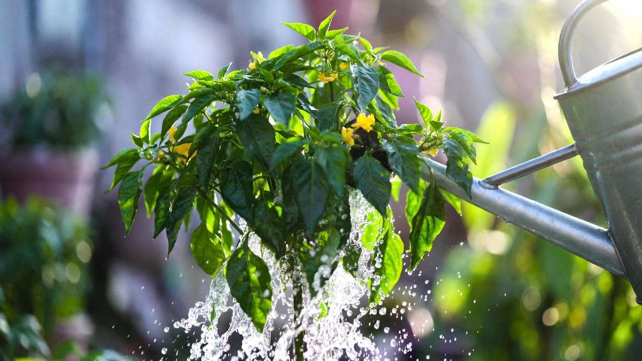 Proper deep watering technique for Lemon Drop pepper plants