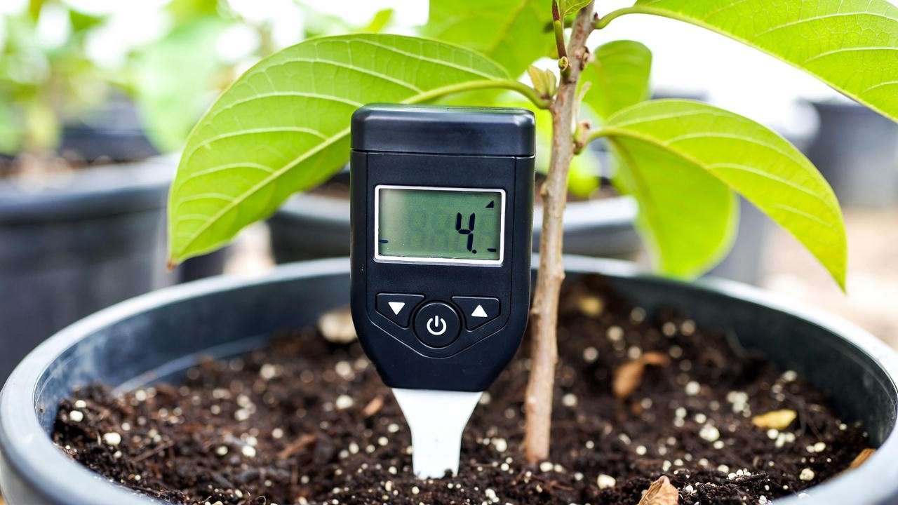 Using a soil moisture meter to properly water a container guanabana soursop tree