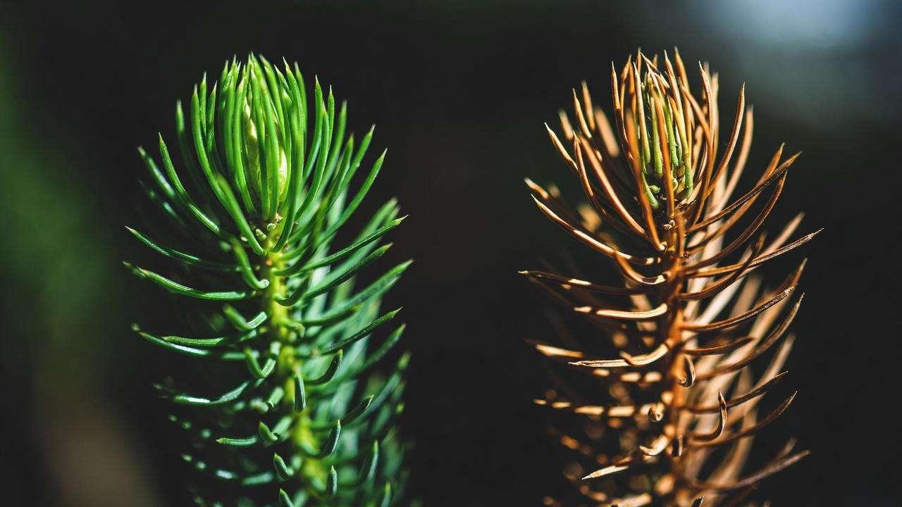 Princess pine tree healthy green tips vs brown crispy tips from improper watering