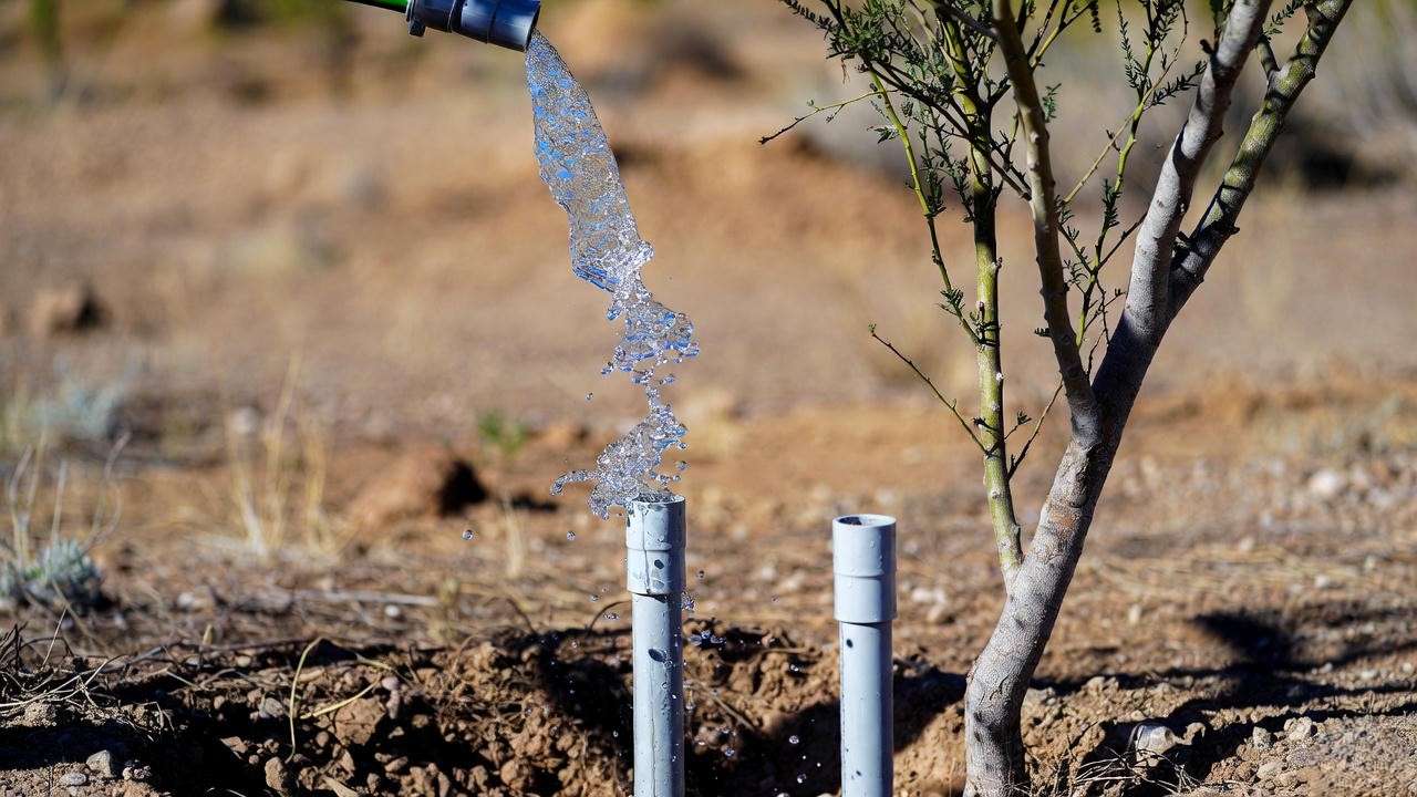 Deep watering young Chilean mesquite using PVC drip tubes in desert soil