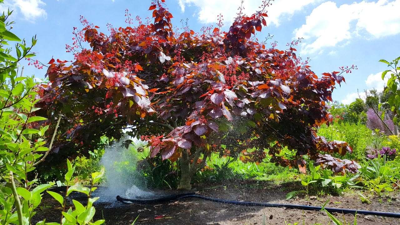 Flame maple tree being watered with a soaker hose for healthy growth in a lush garden."