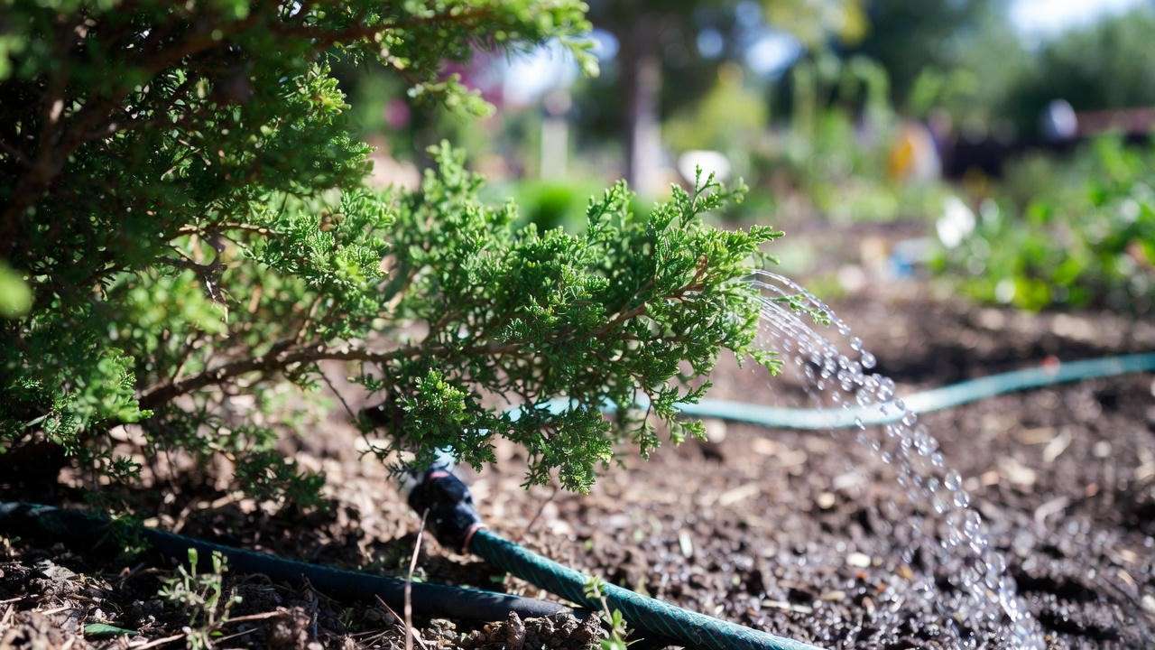Close-up of Hollywood juniper branch watered with soaker hos