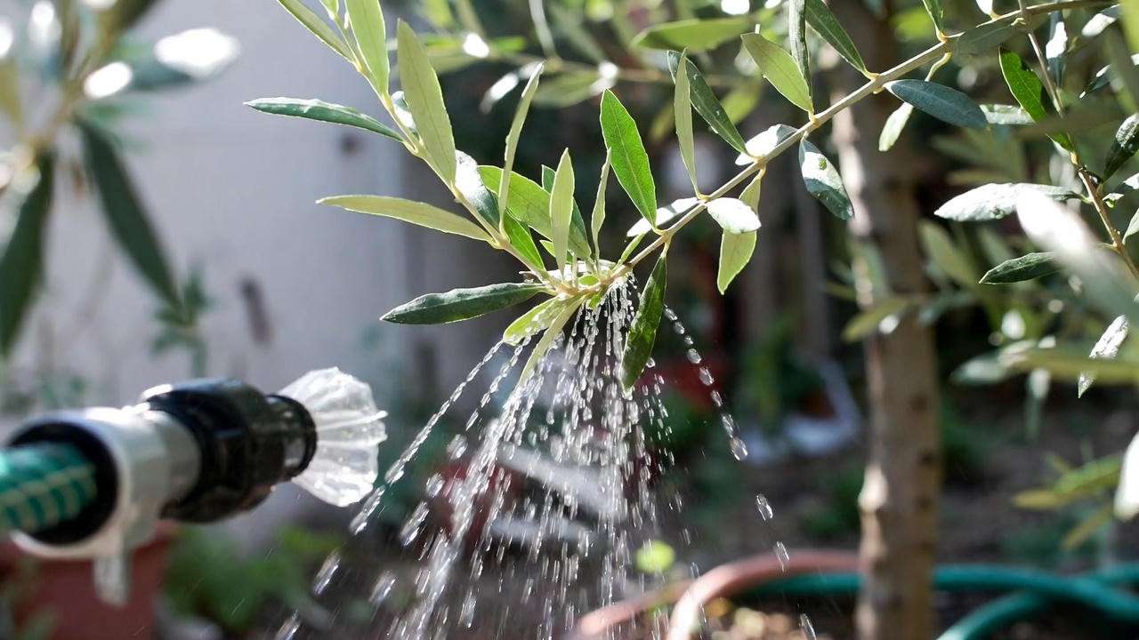 "Mission olive tree watered with soaker hose in a healthy home garden setting."