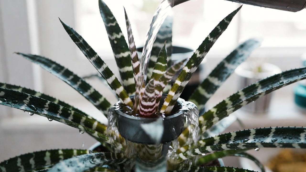 Correct way to flush the central tank of a flaming sword plant to prevent rot