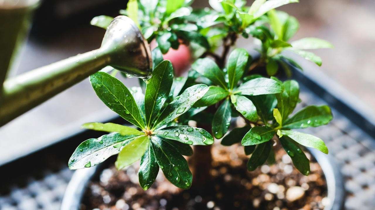 Close-up of a pomegranate bonsai tree being watered with a small can, showing moist soil and green leaves"