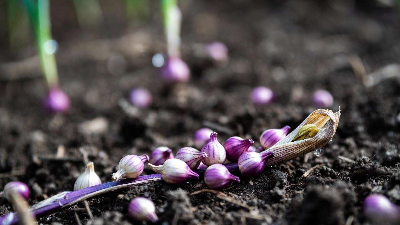 Close-up of fresh garlic bulbils from hardneck scape – perfect for planting