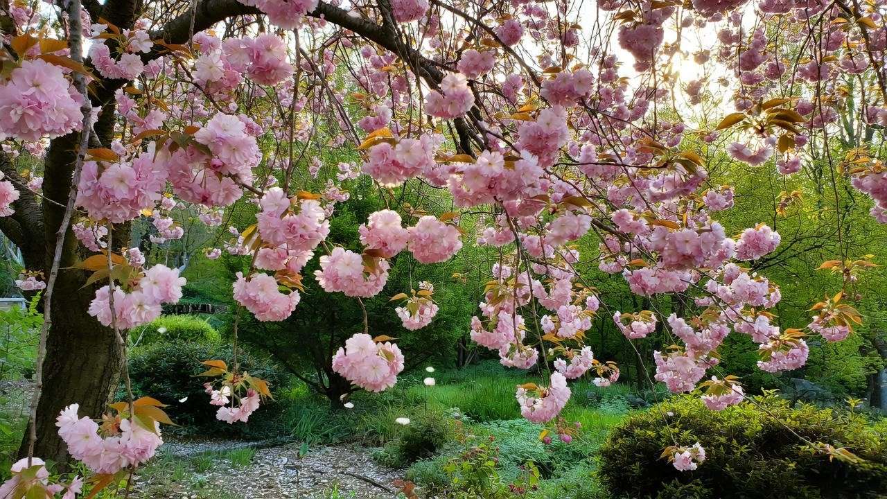 Cherry blossom tree with pink flowers in a lush garden during spring"