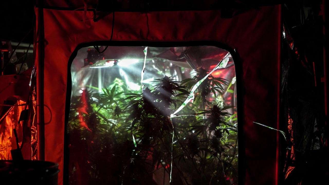 Light leak in grow tent during dark period – #1 cause of hermies 2025