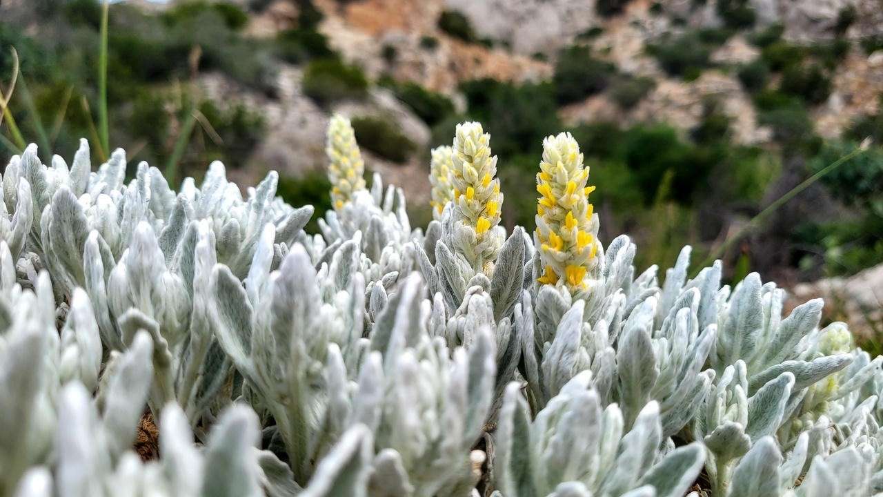 Close-up of blooming ironwort plant (Sideritis syriaca) with silver fuzzy leaves and yellow flowers