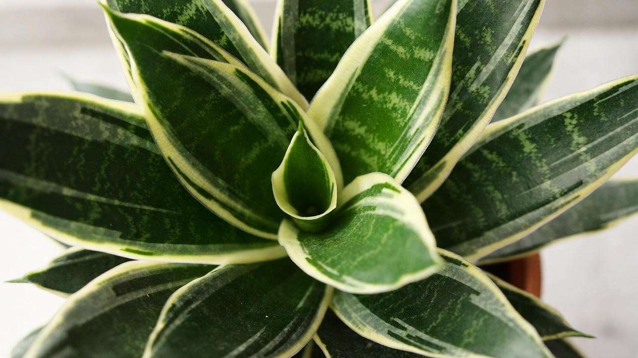 Golden Hahnii snake plant close-up showing signature bird’s-nest rosette and wide golden edges