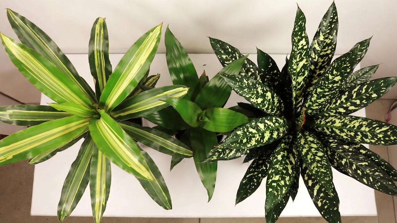 Mass Cane vs Corn Plant vs Dracaena Lisa comparison – identifying Dracaena fragrans Massangeana