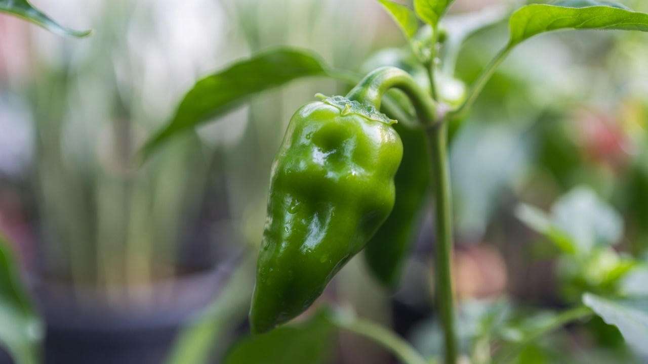 Close-up of fresh green shishito pepper on the plant showing characteristic wrinkles