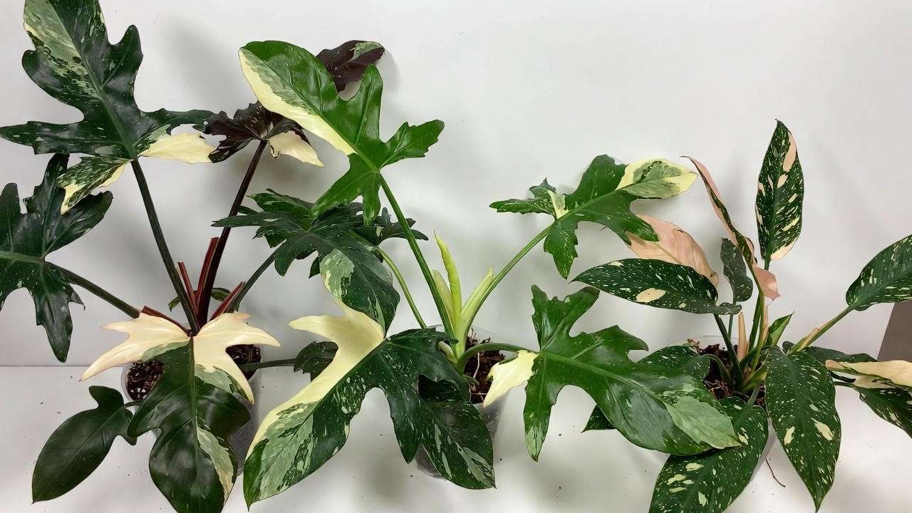 White Knight vs White Wizard vs White Princess Philodendron comparison showing stem color and variegation differences
