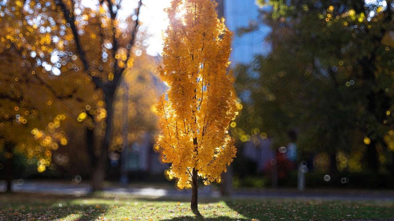 Armstrong Gold maple tree in full golden fall color showing perfect narrow columnar form